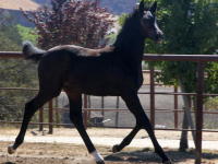 Ch colt Chicago Fire by Chicardo
